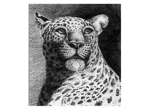 leopard leopard