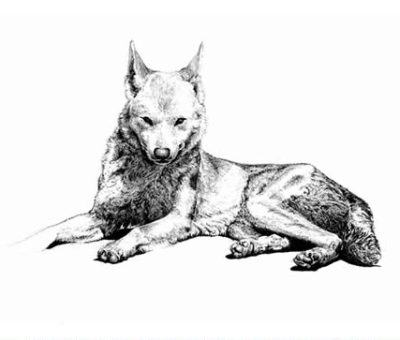dingo